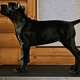 Cane Corso puppies from Sacred Mission