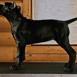 Cane Corso puppies from Sacred Mission