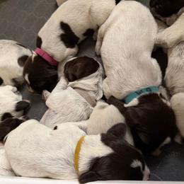 Ranger - Brown and gray male Wirehaired Pointing Griffon puppy in California from Rocking S Griffons