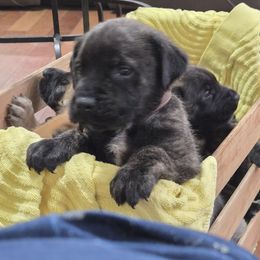 Brown Collar - Brindle male Mastiff puppy in Auburn, Kansas from Diana's Puppies