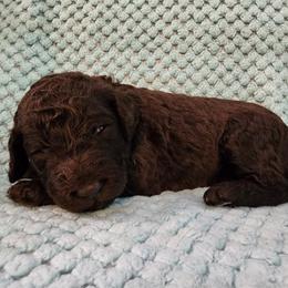 Rolo - Brown female Poodle puppy in Clayton, Washington from Short Legs & Curly Wags LLC