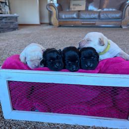Girl 3 - Black female Labrador Retriever puppy in Beavercreek, Oregon from Sweetwater Spring Labradors