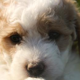 Australian Shepherd, Goldendoodle, and Poodle Puppies from 5AFarms