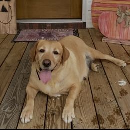 H - Yellow female Labrador Retriever puppy in Monticello, Arkansas from Wings N Whistles
