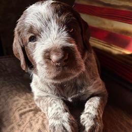 Hulk - Brown and gray male Wirehaired Pointing Griffon puppy in Grangeville, Idaho from Happy Hollow Griffons