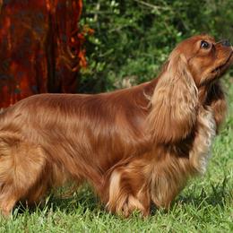 Cavalier King Charles Spaniels from Avion's Cavaliers