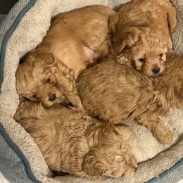 Mal-Shi, Maltese, and Maltipoo Puppies from Joy-fur puppies