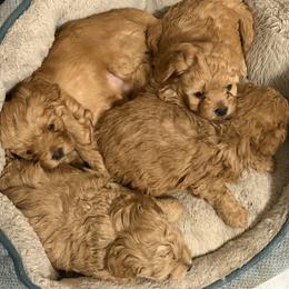 Mal-Shi, Maltese, and Maltipoo Puppies from Joy-fur puppies