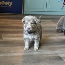 Lav Junior - Isabella male German Shepherd puppy in Watervliet, Michigan from M&M Shepherd Farms