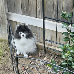 Luka - Pomeranian