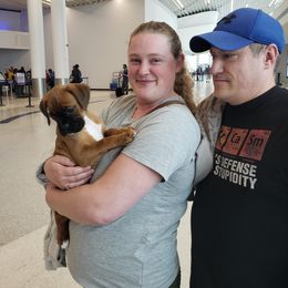 Boxer Puppies from SmashBox Kennel