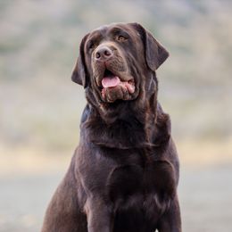 Bear - Labrador Retriever