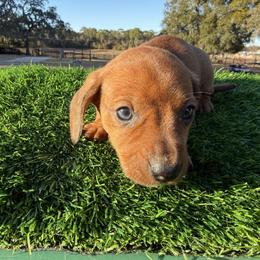Teal Boy - Sable male Dachshund puppy in Apopka, Florida from The HotDog Stand