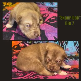 Snoop - Red and white male Siberian Husky puppy in Charleston, Illinois from Blue Skyes Huskies