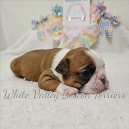 Romeo - Seal and white male Boston Terrier puppy in Mulberry, Arkansas from White Valley Boston Terriers