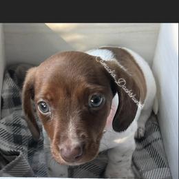 Dachshund Puppies from Camacho_Dachshunds