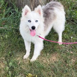 Peaches - Merle female Pomsky puppy in Lewiston, Minnesota from Family Pomsky