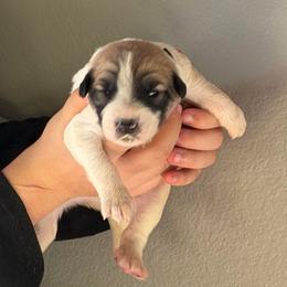 Villaroy- brown - Badger male Colorado Mountain Dog puppy in Cotopaxi, Colorado from Once Upon A Moose (OUM)