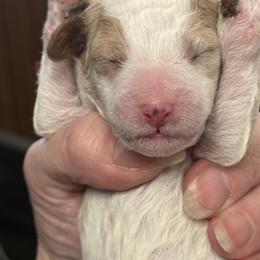 Stevie - Parti female Poodle puppy in Mount Vernon, Illinois from AMC Poodles