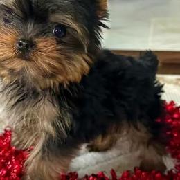 Yorkshire Terriers from Yorkie Divas