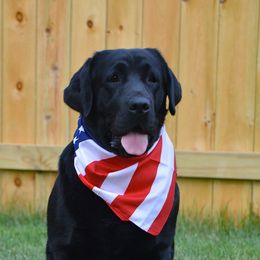 Juniper - Labrador Retriever