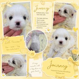 JOURNEY KOREAN DOLL FACE - White female Maltese puppy in Orlando, Florida from Denise’s Puppies