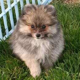 Pomeranians from Perennial Poms
