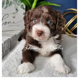 Aussiedoodle, Bernedoodle, and Goldendoodle Puppies from Johnson's Doodles