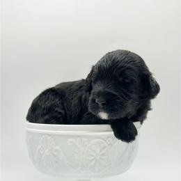 Dakota - Black and white male Bernedoodle puppy in Thornville, Ohio from Four Front Doodles & Friends
