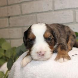 Male 2 - Blue merle male Bernedoodle puppy in Belgreen, Alabama from Scott’s Farm Poodles and Doodles