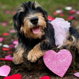 Pink - Dachshund
