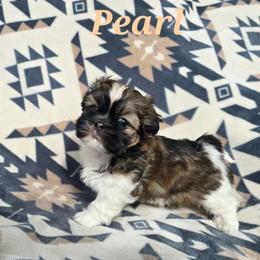 Pearl - Tricolor female Shih Tzu puppy in Turbotville, Pennsylvania from Melanie's Little Lions
