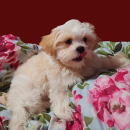 Shih Tzu Puppies from Pure Beauty Shih Tzu Pups