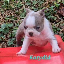Katydid - Lilac female Boston Terrier puppy in Griffin, Georgia from Celtic Performance Bostons