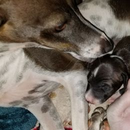 Italian Greyhound puppies from Moon Valley Italian Greyhounds