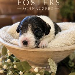 Girl 2 - Parti female Miniature Schnauzer puppy in Kersey, Colorado from Fosters Schnauzers