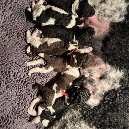Poodle Puppies from Apricity Poodles