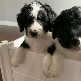 Bernedoodle Puppies from Hollie Walker's Bernedoodles