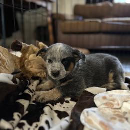 Australian Cattle Dog Puppies from Adcock Ranch Cattle Dogs
