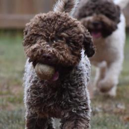 Rosie  - Lagotto Romagnolo