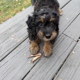 Maddox - Phantom male Bernedoodle puppy in Columbia, Kentucky from Woodland Bernedoodles