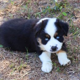 Miniature Australian Shepherd Puppies from AussiesRus