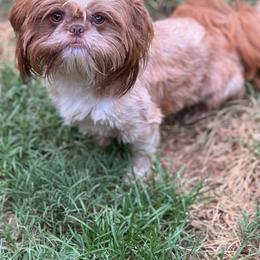 Peaches - Liver and white female Shih Tzu puppy in Walkertown, North Carolina from Lil’ Bit’s Shih Tzu