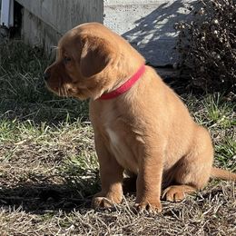 Girl 2 - Labrador Retriever puppy in Griswold, Connecticut from Ware the Labs Are