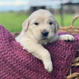 Red Boy - Light golden male Golden Retriever puppy in Scio, Oregon from Stackhouse Family Farm