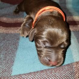Labrador Retriever Puppies from Copper Creek Outfitters and Kennel