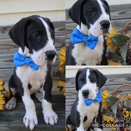 Great Dane Puppies from Cook’s Gentle Giants