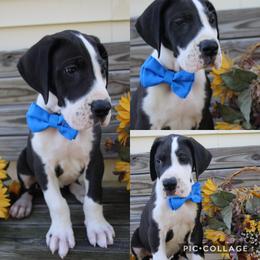 Great Dane Puppies from Cook’s Gentle Giants