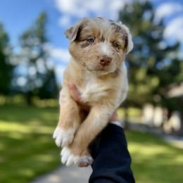 Girl 7 - female Australian Shepherd puppy in Washington from LIT Australian Shepherds