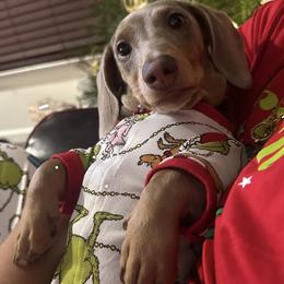 Stormy - Dachshund